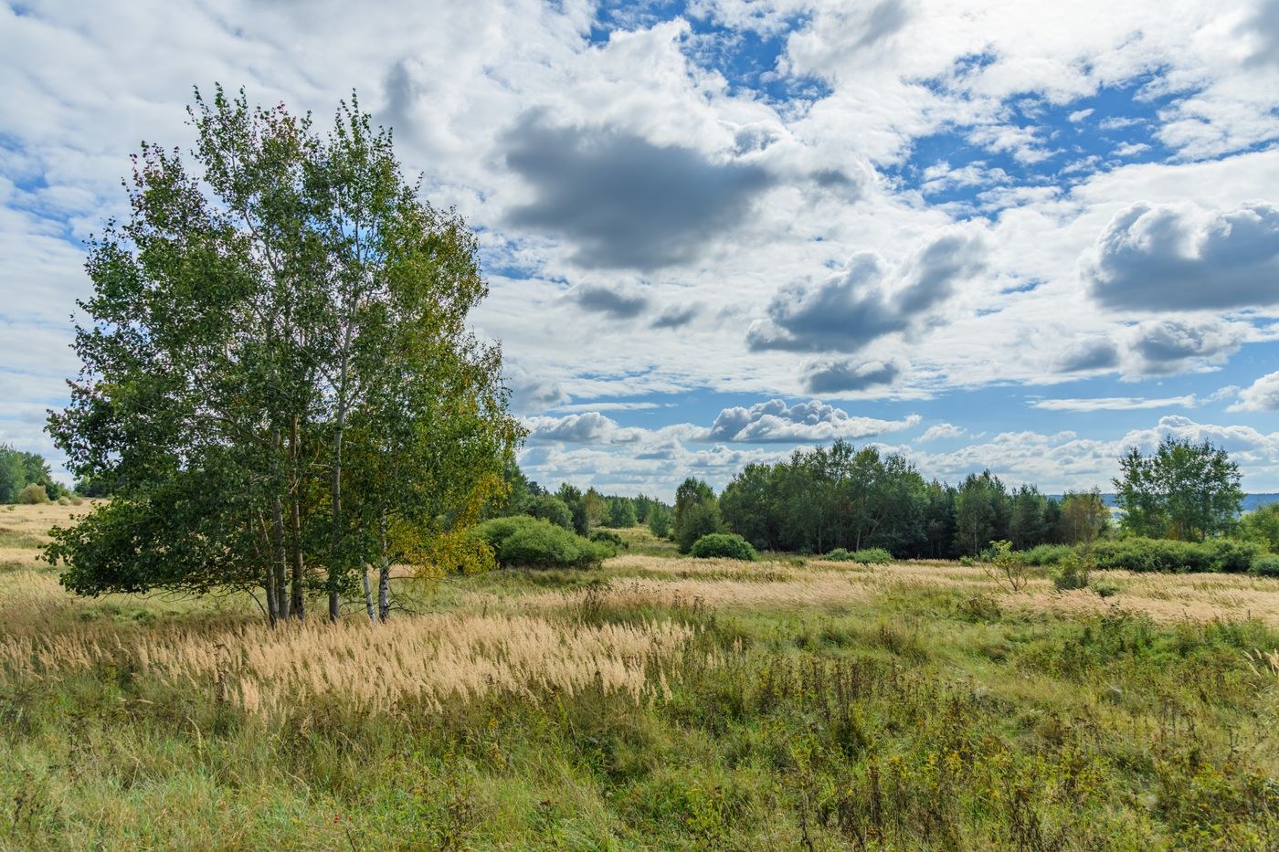 Strukturierte Wolken über Wiese und Bäumen