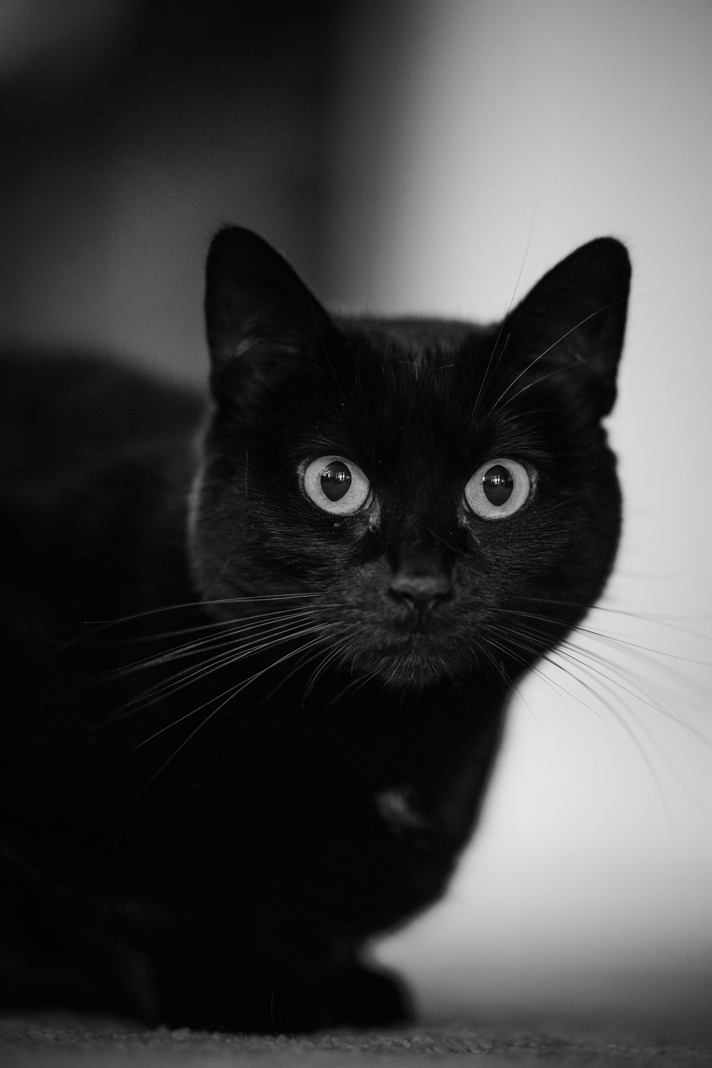 Schwarze Katze mit erkennbarer Fellstruktur