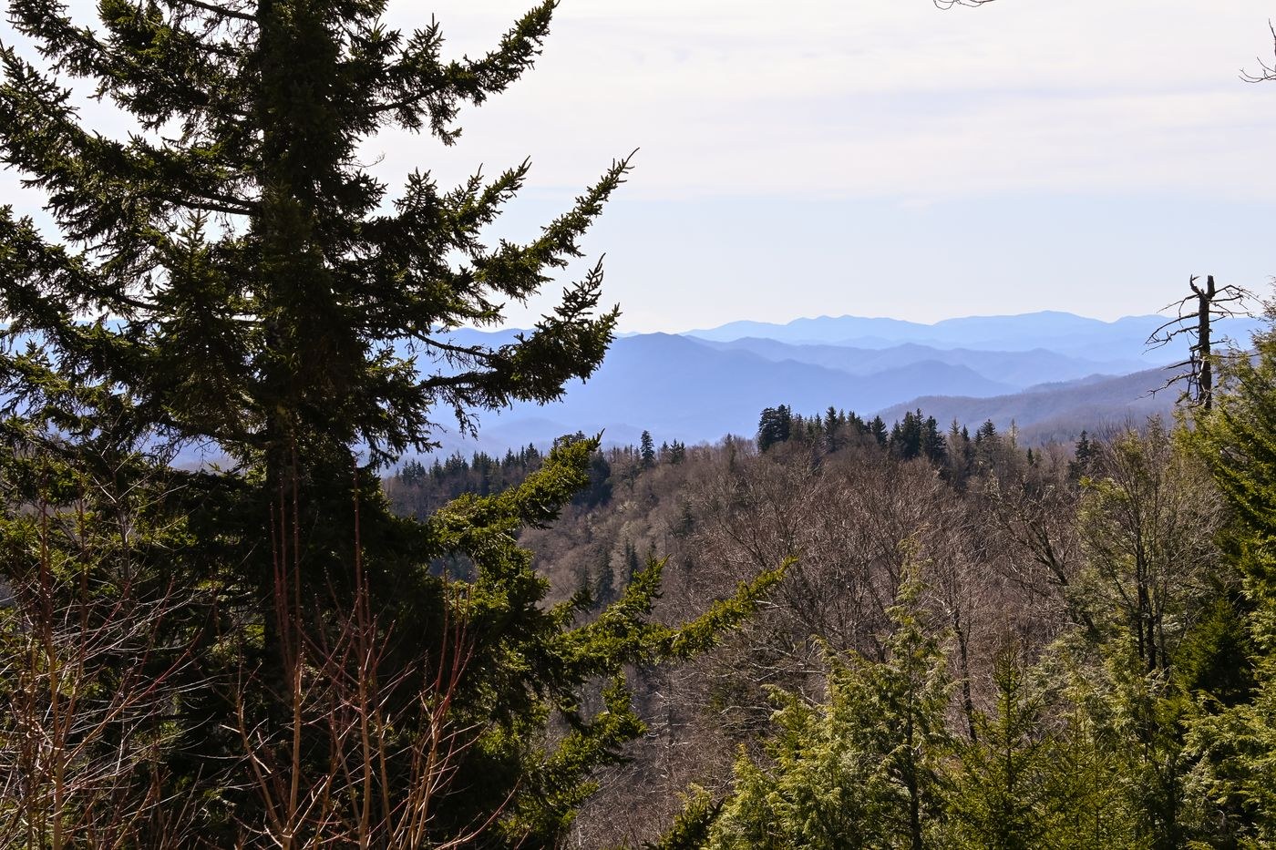 Nadelbaumzweige vor fernen Bergketten