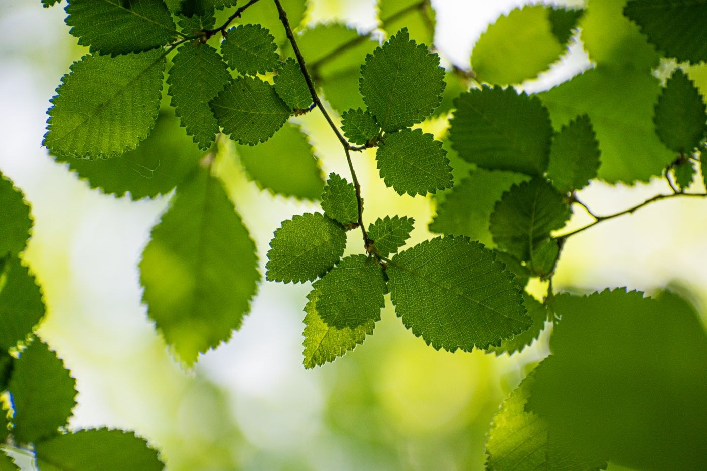 Sonnenlicht durch grüne Blätter