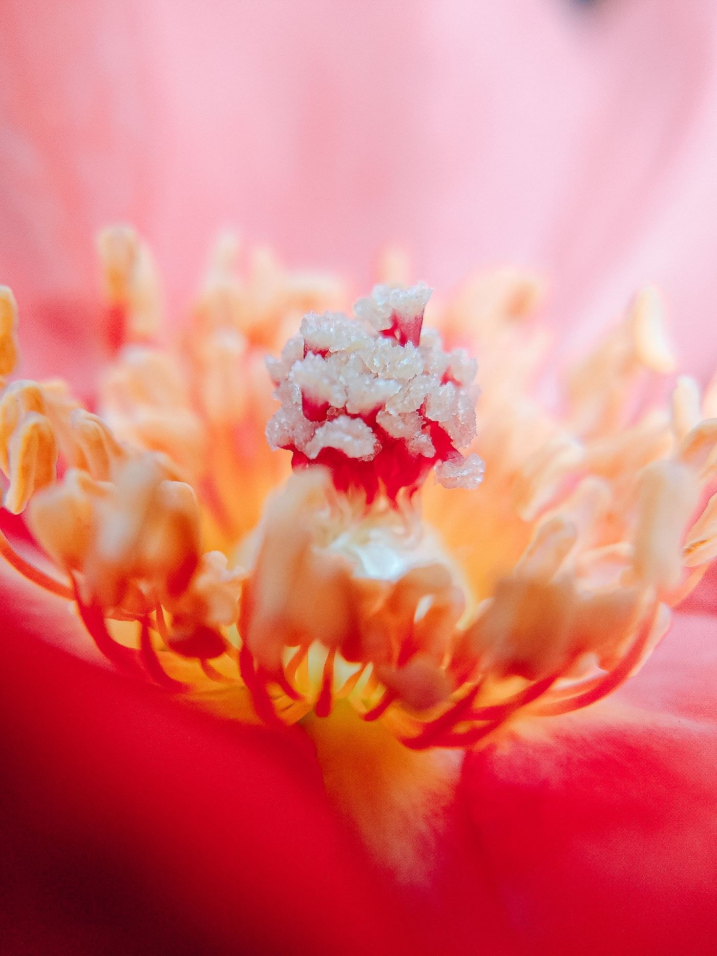 Nahaufnahme einer rosa Blüte und ihrer Staubblätter