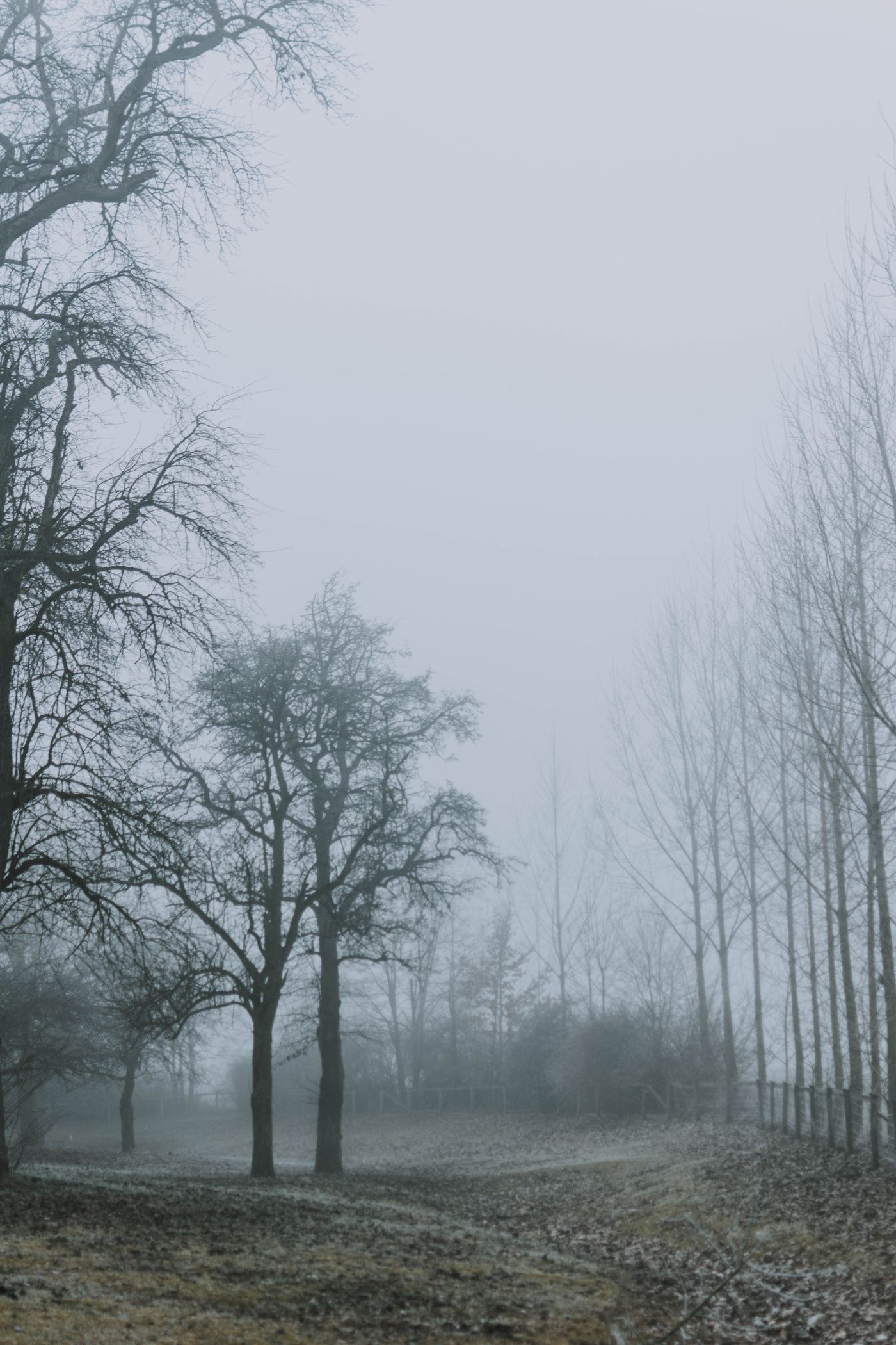 Kahle Waldbäume im Nebel