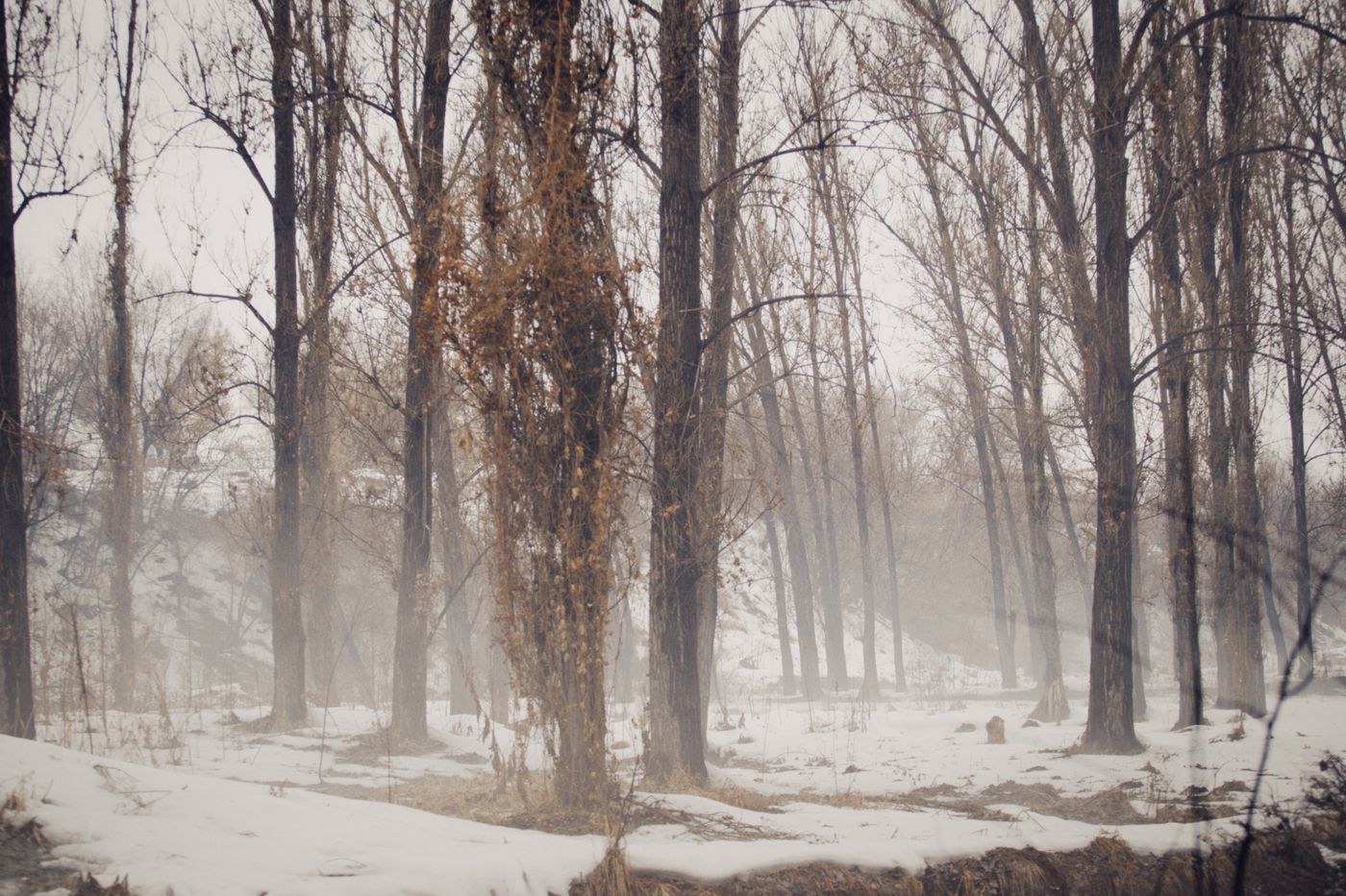 Winterwald mit hellem Schnee und kahlen Zweigen