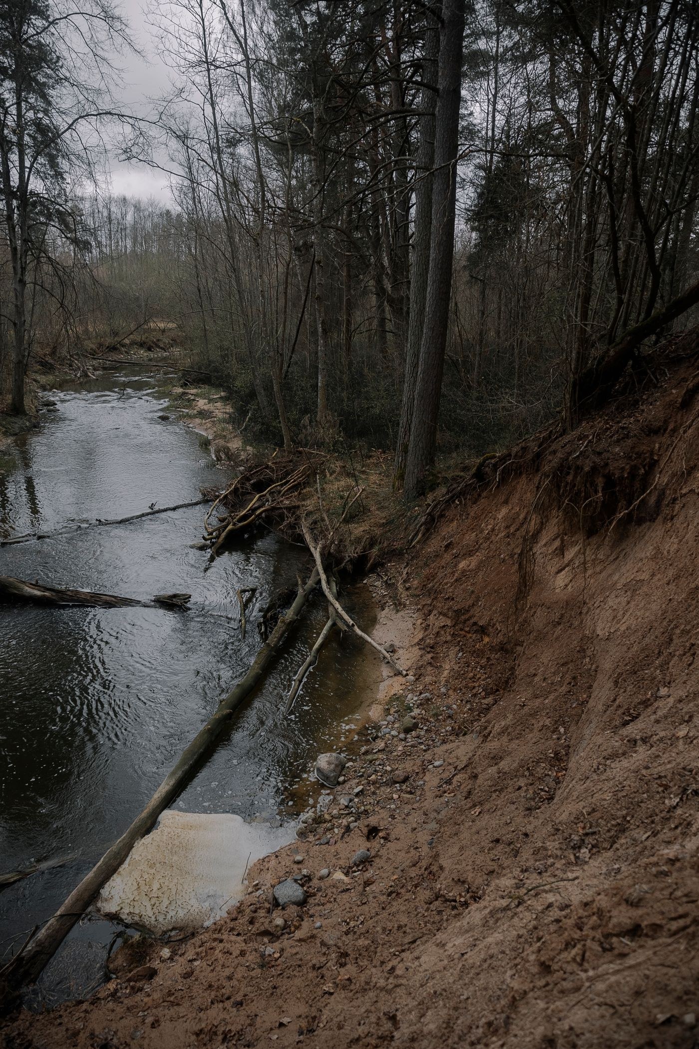 Bewaldetes Flussufer mit kahlen Zweigen